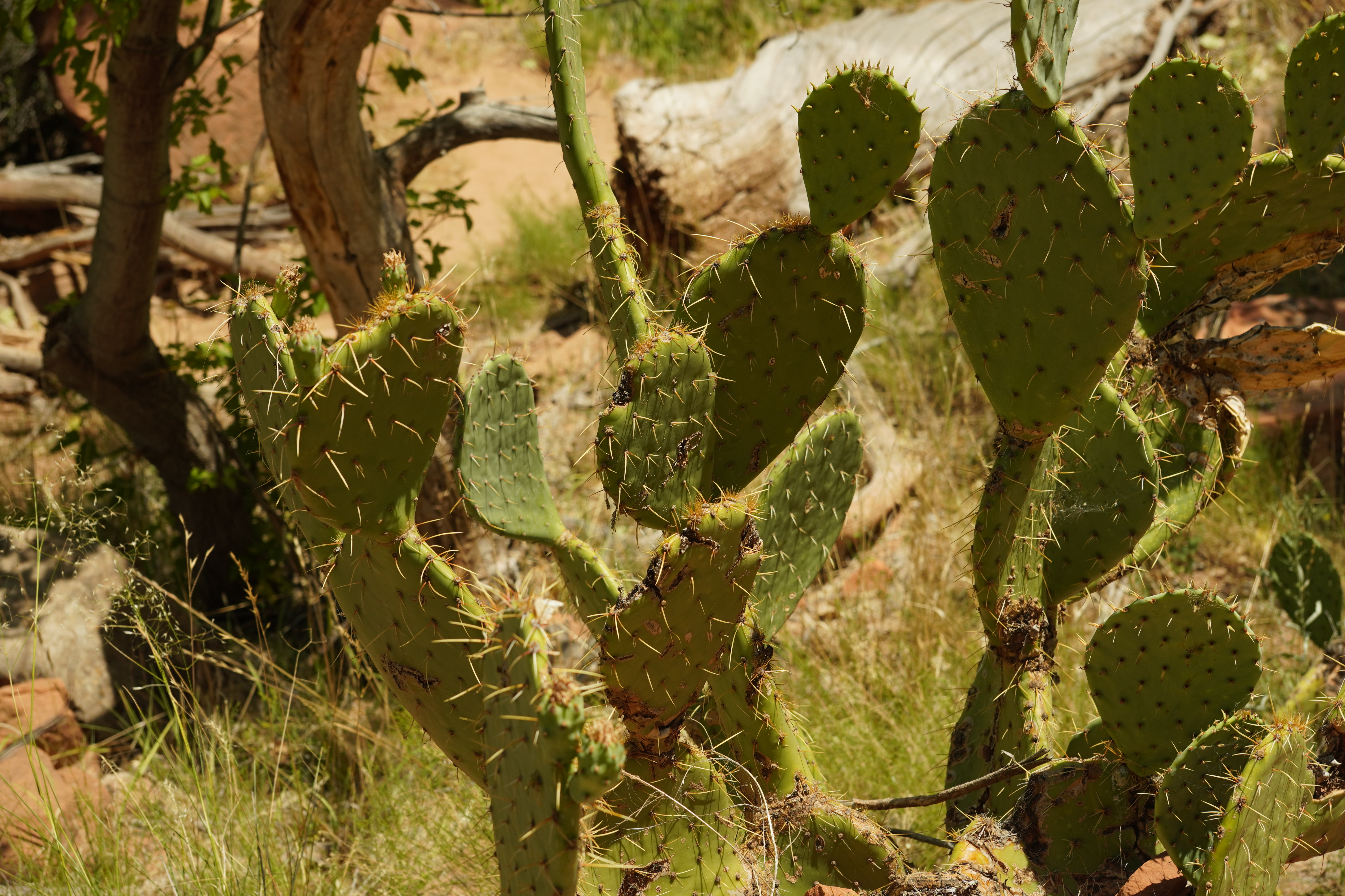 Cactus desert plants