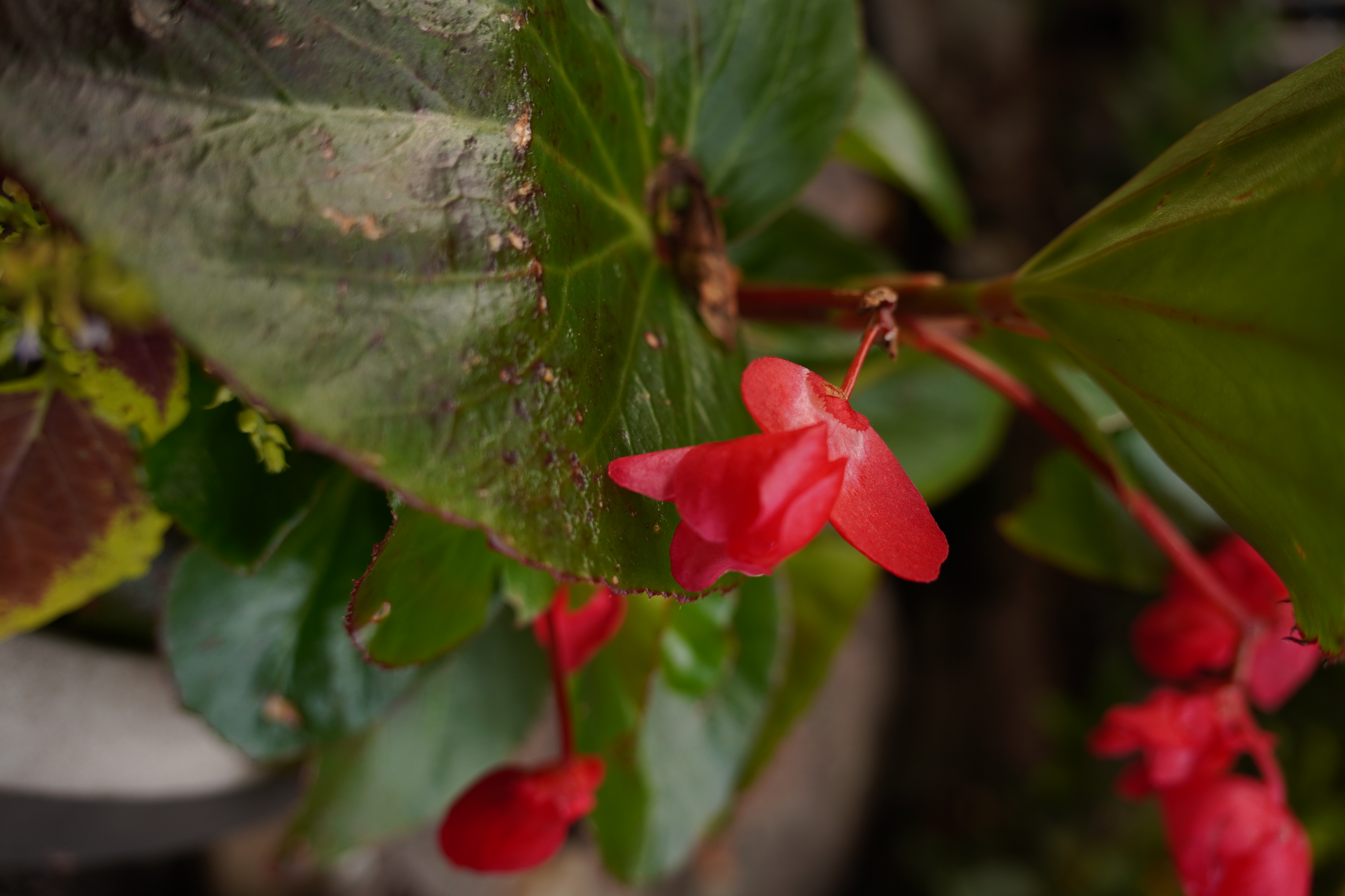 Flower closeup