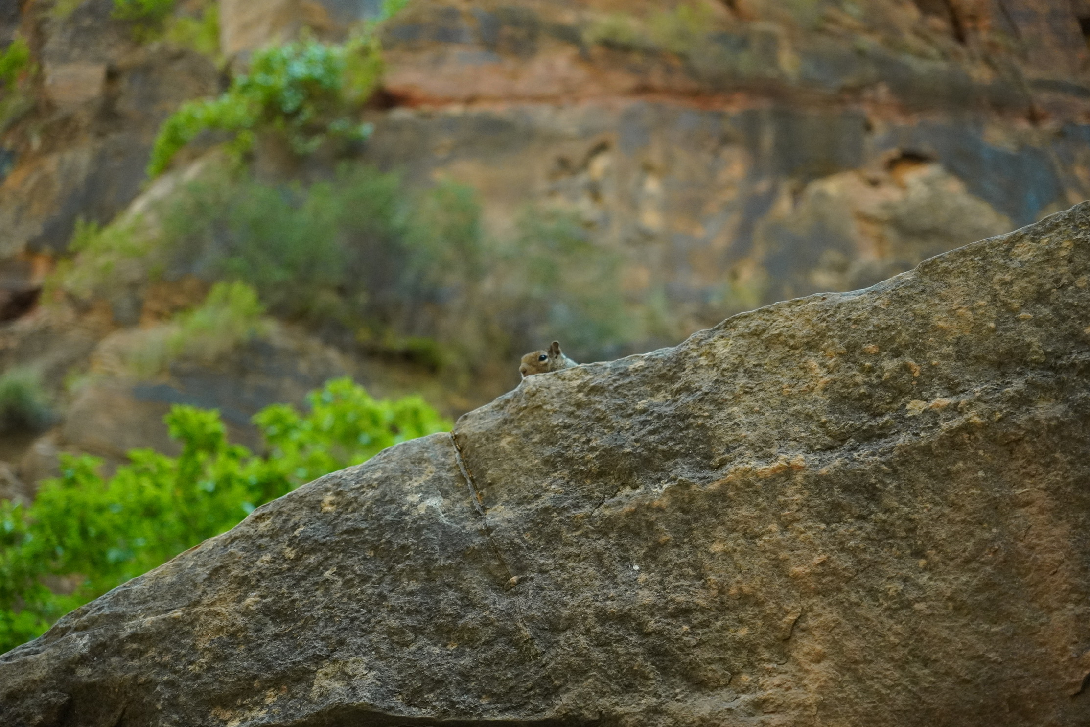 Squirrel on a rock